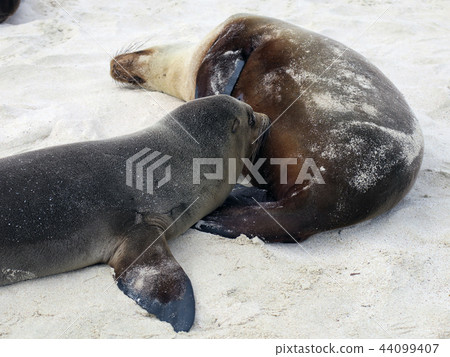 加拉帕戈斯海獅 加拉帕戈斯海獅 44099407
