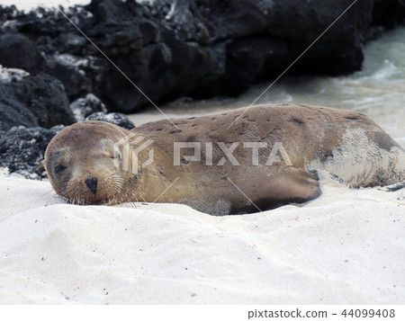 加拉帕戈斯海獅 加拉帕戈斯海獅 44099408