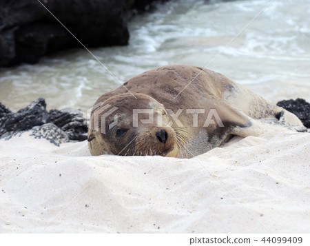 Galapagos sea lion 44099409