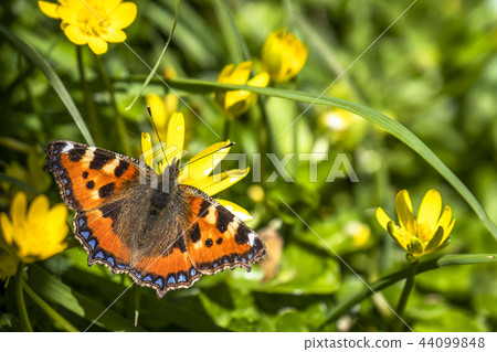 Close-up of Aglais urticate, small totoiseshell,sitting on buttercup Close-up of Aglais urticate, small totoiseshell,sitting on buttercup 44099848