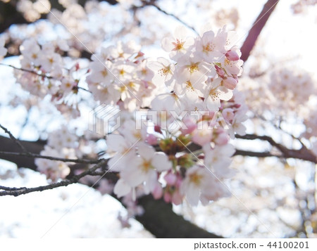 Cherry Blossoms Cherry Blossoms 44100201