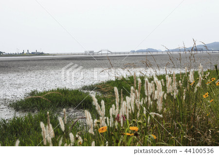 Tidal flat, Bulwark Bridge, Jindo, Shinan County, Jeonnam 44100536