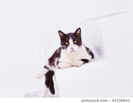 The cat looks out of the stone white wall 44100641