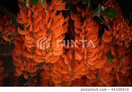 Beautiful new guinea creeper Beautiful new guinea creeper 44100918