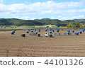 Potato harvest on field, Hokkaido, Japan 北海道的馬鈴薯田 44101326