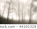 Forest shrouded in mist 薄霧的樹林 44101328