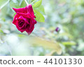 Close up a red rose with blur background 一朵紅玫瑰的特寫 44101330