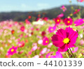  Cosmos field 44101339