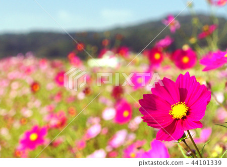 Cosmos field Cosmos field 44101339