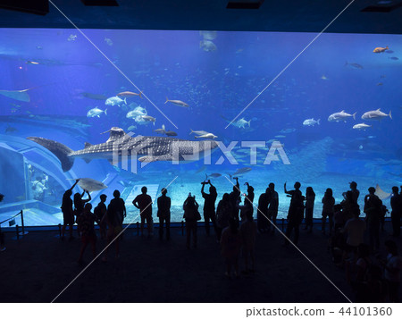 Okinawa Churaumi Aquarium Whale Shark Okinawa Churaumi Aquarium Whale Shark 44101360