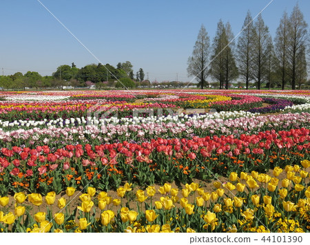 Akebono mountain agricultural park of Kashiwa City where tulips are in full bloom 44101390