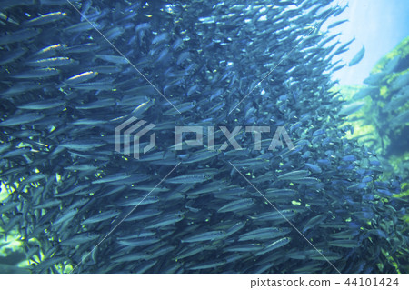 Umino海鯛水族館004 Umino海鯛水族館004 44101424