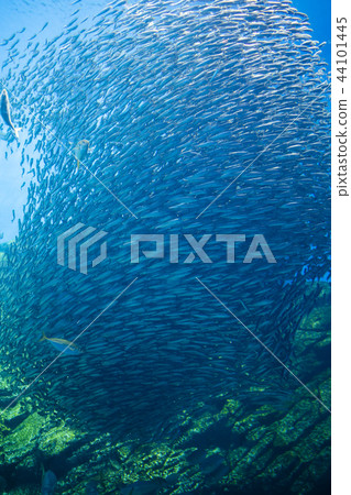 Umino海鯛水族館011 Umino海鯛水族館011 44101445