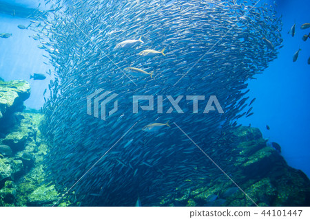 Umino sea bream aquarium 012 Umino sea bream aquarium 012 44101447