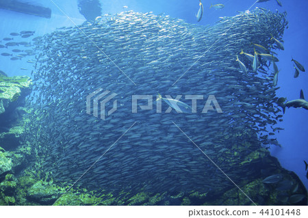 Umino海鯛水族館013 Umino海鯛水族館013 44101448