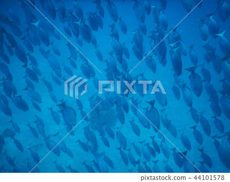 Swarm of minced sea urchin underwater photo underwater photo Swarm of minced sea urchin underwater photo underwater photo 44101578