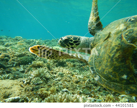 很高興游泳水下攝影水下攝影 44101581