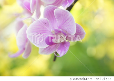 蝴蝶蘭 蝴蝶蘭 44101582