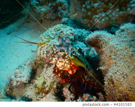 Monnaeus蝦水下照片水下照片 44101583