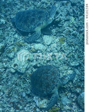 Two green turtles pair Underwater photograph Underwater photograph Vertical composition 44101594