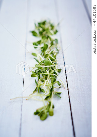 healthy green sunflower sprouts on an old white wooden table 44101595