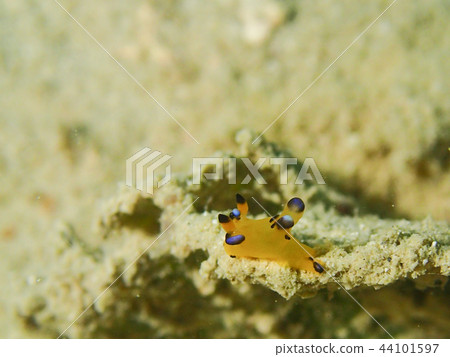 皮卡丘Umi-ri-Utsuri-ohumiumi水下照片水下照片 44101597