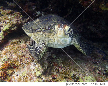 Green turtle close-up Underwater photo Underwater photo 44101601