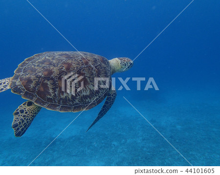 A green turtle that swims comfortably 44101605