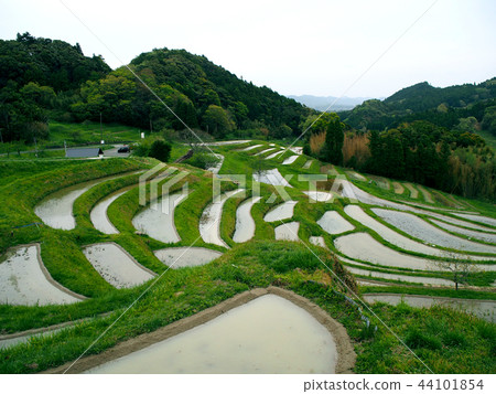 Cloudy rice terraces Cloudy rice terraces 44101854