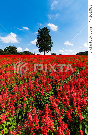 鳥取花卉走廊的Keito 44101865