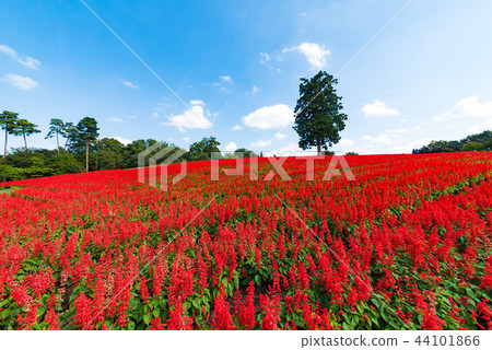 鳥取花卉走廊的Keito 44101866