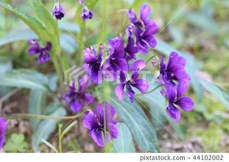 季節性鮮花郵件 季節性鮮花郵件 44102002