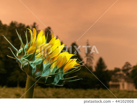 sunflower sunflower 44102008