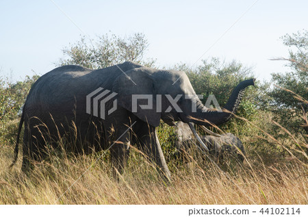 African elephant Masai Mara 44102114