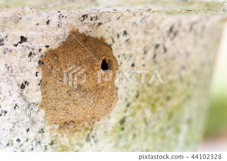 A kind of nestle bee (nest) A kind of nestle bee (nest) 44102328