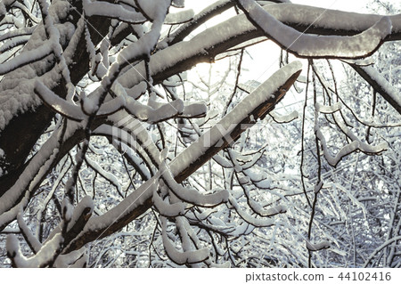 snow on the branches of a tree 44102416