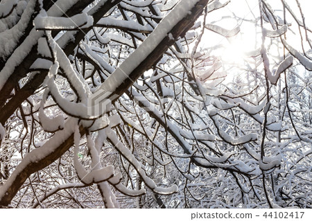snow on the branches of a tree 44102417
