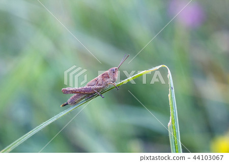 Small brown locust sits on green grass Small brown locust sits on green grass 44103067