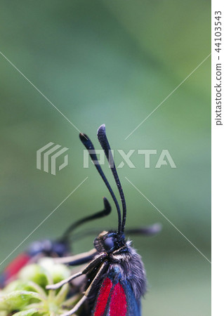 Zygaena trifolii butterfly portrait 44103543