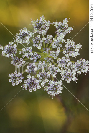 Poison hemlock white flower, top view 44103556