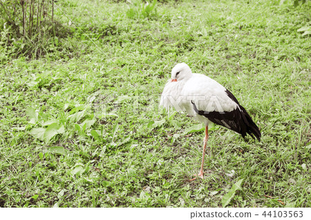 White Stork on green grass White Stork on green grass 44103563
