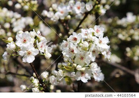 Pear flowers Pear flowers 44103564