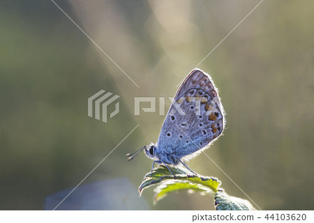Small butterfly Plebejus argus on leaf 44103620