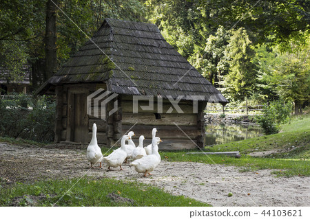 Flock of white geese near old wooden hut 44103621