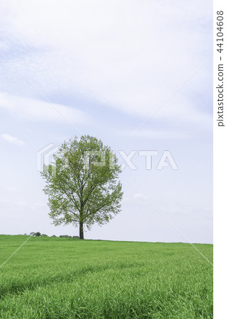 黑麥場,安城市,安城市,京畿道 黑麥場,安城市,安城市,京畿道 44104608