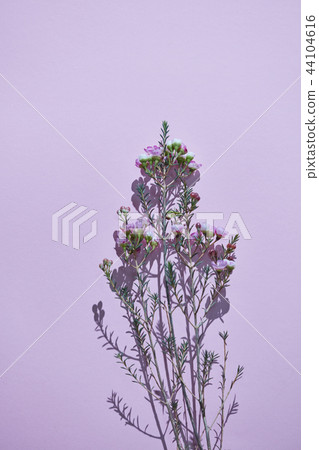 Minimalistic composition with a twig of spring pink flowers on a purple background. Minimalistic composition with a twig of spring pink flowers on a purple background. 44104616