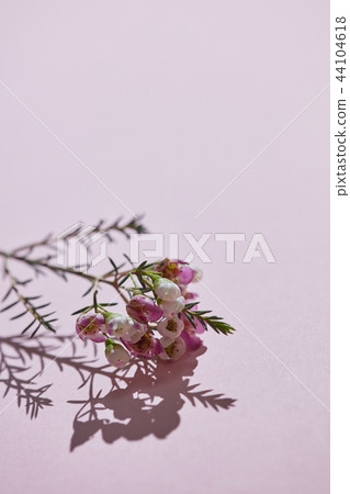 Fresh spring branch of pink flowers on a pink background. Card Fresh spring branch of pink flowers on a pink background. Card 44104618