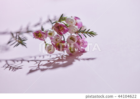 Pink flowers and shadows on a pink background.Natural background Pink flowers and shadows on a pink background.Natural background 44104622