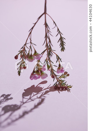 A branch of pink flowers with buds down on a pink background 44104630