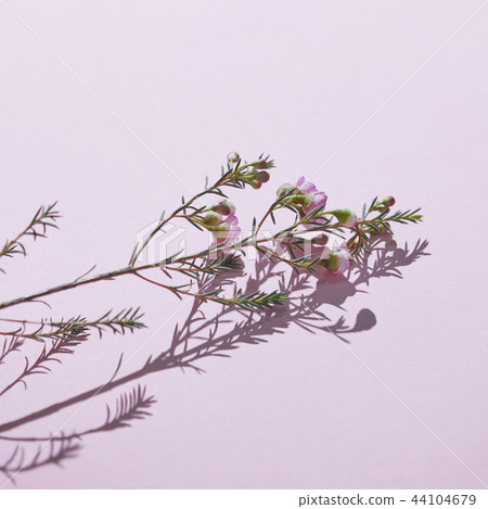 Beautiful spring flowers on a pink background.Mother's Day Beautiful spring flowers on a pink background.Mother's Day 44104679